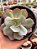 Echeveria ‘alex’ - Imagem 1