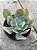 Echeveria ‘alex’ - Imagem 2