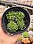 Crassula ‘dorothy’ - Imagem 1
