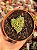 Crassula ‘dorothy’ - Imagem 1