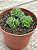 Crassula ‘dorothy’ - Imagem 2