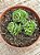 Crassula ‘dorothy’ - Imagem 3