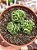 Crassula ‘dorothy’ - Imagem 1