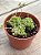Crassula ‘dorothy’ - Imagem 2