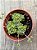 Crassula ‘dorothy’ - Imagem 3