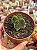 Crassula buddha’s temple - Imagem 1