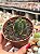 Crassula buddha’s temple - Imagem 1