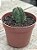 Crassula buddha’s temple - Imagem 2