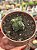 Crassula buddha’s temple - Imagem 1
