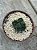 Crassula buddha’s temple - Imagem 1