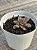 Echeveria diamond heart (novidade) - Imagem 2