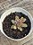 Echeveria diamond heart (novidade) - Imagem 3