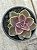Echeveria duchess of nuremberg - Imagem 1