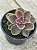 Echeveria duchess of nuremberg - Imagem 2