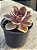 Echeveria duchess of nuremberg - Imagem 2
