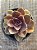 Echeveria duchess of nuremberg - Imagem 3