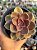 Echeveria duchess of nuremberg - Imagem 1