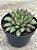 Echeveria mely G - Imagem 3
