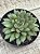 Echeveria mely G - Imagem 2