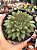 Echeveria mely G - Imagem 1