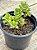 Aeonium lindleyi variegata - Imagem 2
