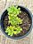 Aeonium lindleyi variegata - Imagem 3