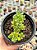 Aeonium lindleyi variegata - Imagem 1