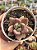 Graptoveria ruby donna - Imagem 1