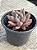 Graptoveria ruby donna - Imagem 3