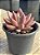 Graptoveria ruby donna - Imagem 2