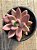Graptoveria ruby donna - Imagem 3