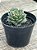 Graptoveria sweet flame - Imagem 2