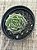 Graptoveria sweet flame - Imagem 3