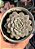 Echeveria raffine - Imagem 1