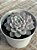 Echeveria raffine - Imagem 3