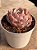 Echeveria raffine - Imagem 2