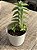 Crassula perforata ‘peonhek pass’ - Imagem 2