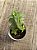 Crassula perforata ‘peonhek pass’ - Imagem 3