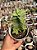 Crassula perforata ‘peonhek pass’ - Imagem 1