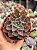 Echeveria suzan - Imagem 1