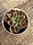 Echeveria suzan - Imagem 2