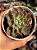 Echeveria suzan - Imagem 1