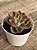 Echeveria suzan - Imagem 3