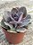 Echeveria valkyrie trumpet - Imagem 3