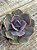 Echeveria valkyrie trumpet - Imagem 2