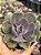 Echeveria valkyrie trumpet - Imagem 1