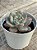 Echeveria ariel - Imagem 3