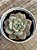 Echeveria ariel - Imagem 2