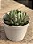 Echeveria dream cluster (korea) - Imagem 2