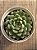 Echeveria dream cluster (korea) - Imagem 3